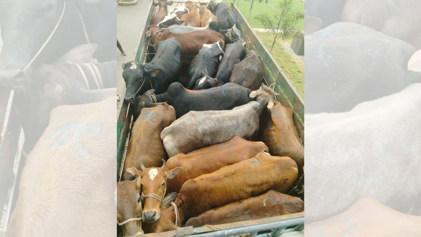 ময়মনসিংহে ডাকাতি হওয়া ট্রাকভর্তি ১৯টি গরু উদ্ধার