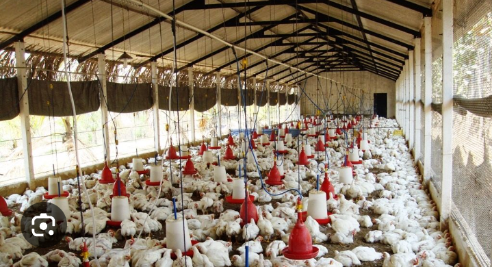 প্রতিশ্রুত ঋণ না পেয়ে ক্ষতিগ্রস্ত পোল্ট্রি খামারি, আমব্রেলা ফাউন্ডেশনের বিরুদ্ধে প্রতারণার অভিযোগ