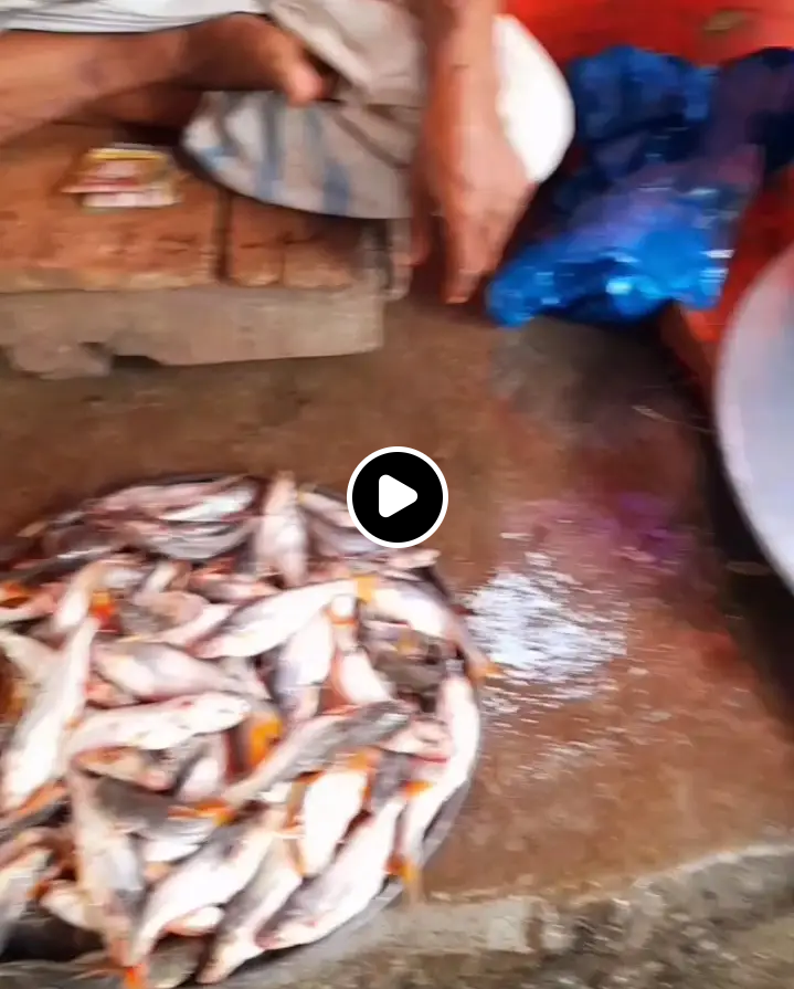 মেহেন্দিগঞ্জে প্রশাসনকে ‘ম্যানেজ’ করে চলছে পোনা নিধন উৎসব: হুমকির মুখে মৎস্য সম্পদ